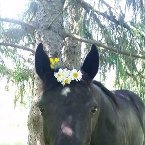 Meet your Posher, Veronica